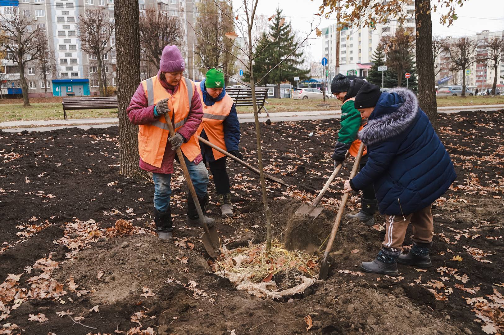 140 красных дубов высадили на месте сухостоя на Водопьянова в Липецке