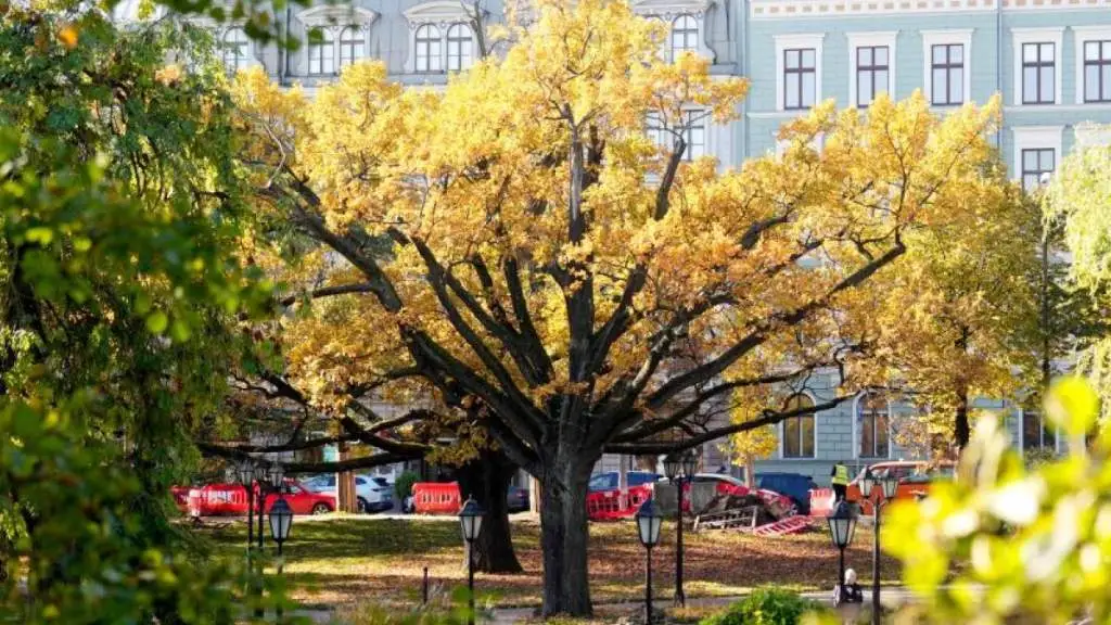 В Латвии началась астрономическая осень