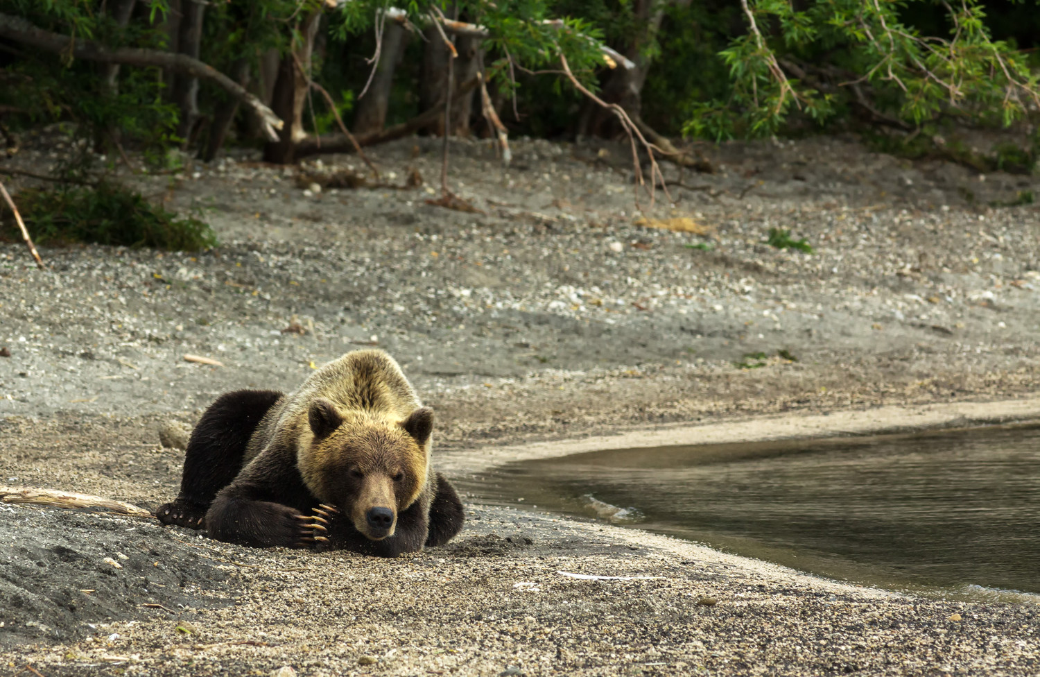 Weather bear. Медведь Финляндия. ЛСХУ лесопарк медведь.