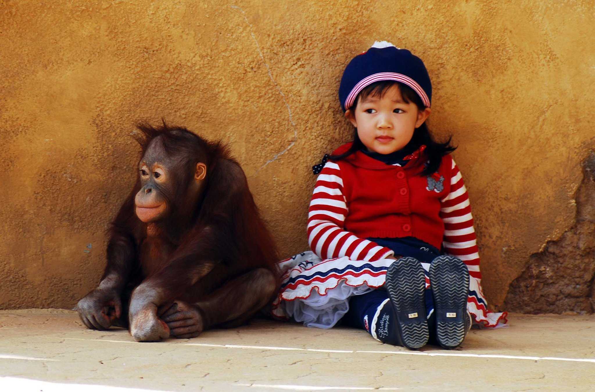 Шимпанзе девушку. Обезьяна для детей. Обезьянка с детьми. Обезьяна девочка. Ребенок шимпанзе.
