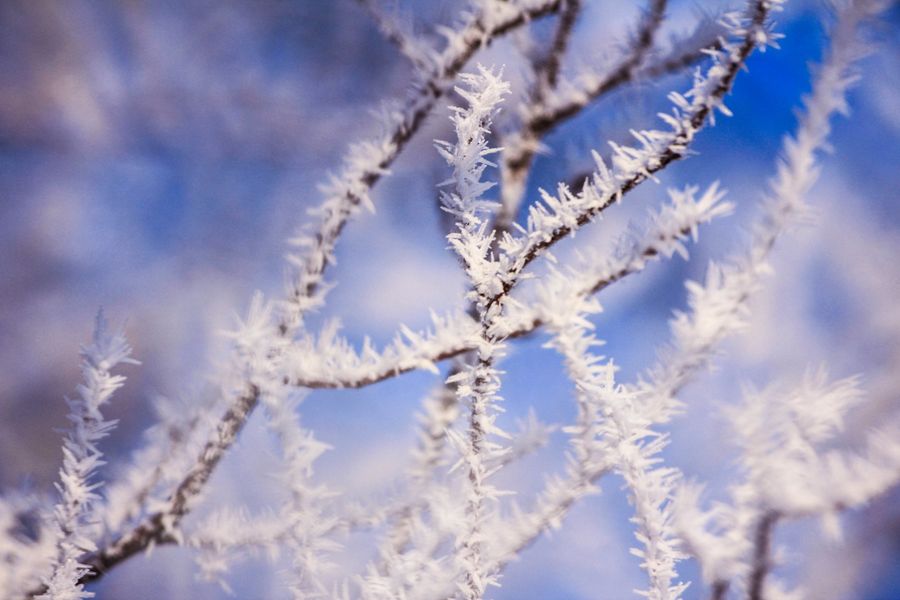 Winter will. Снежный ЕС Подмосковья. Велзим.