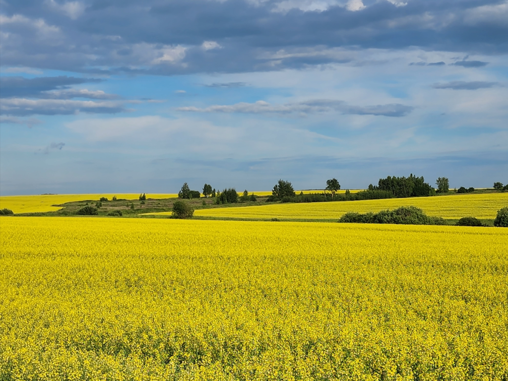 Серебристые облака появились в небе над Подмосковьем