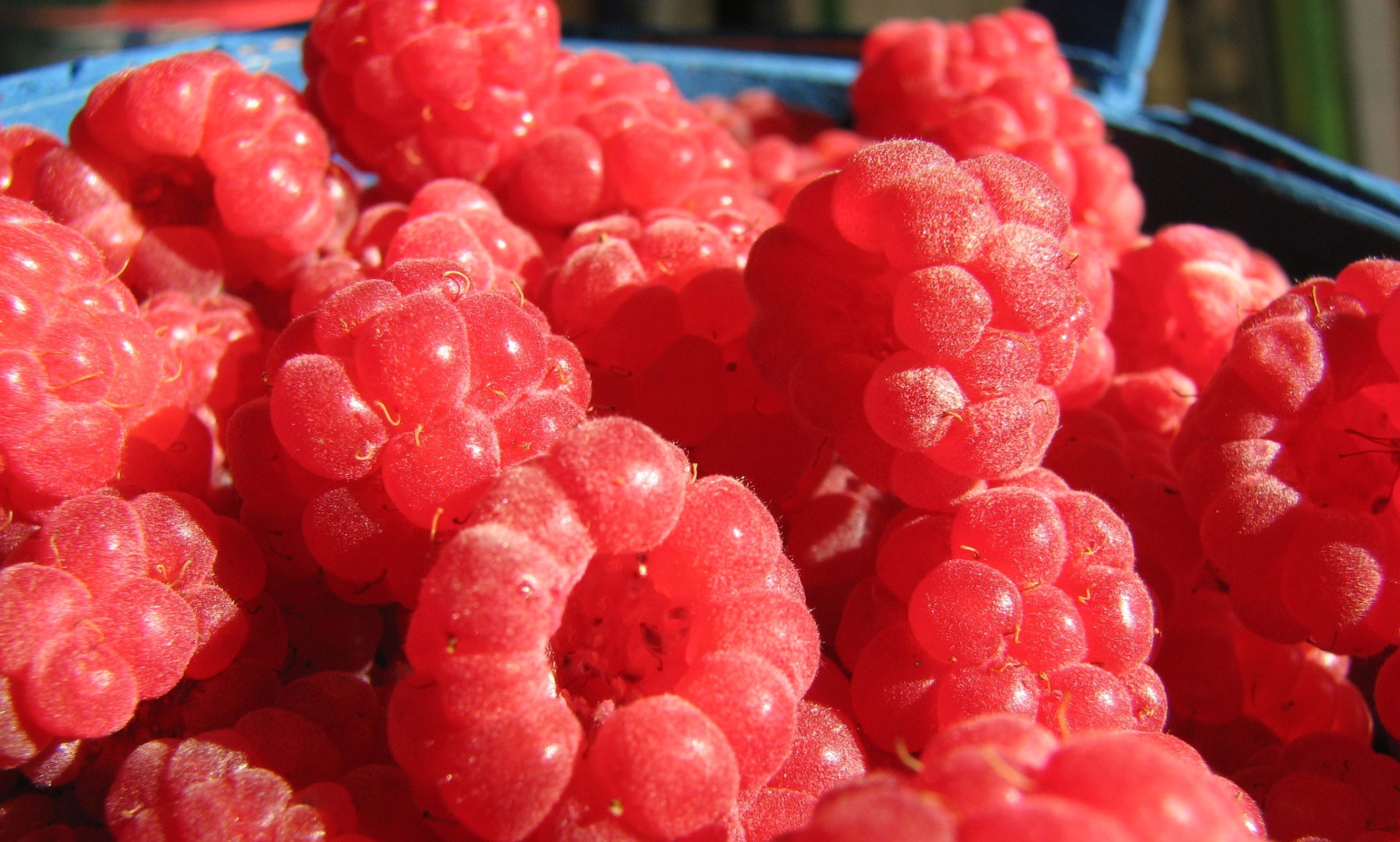 Самые вкусные ягоды в мире названия и фото