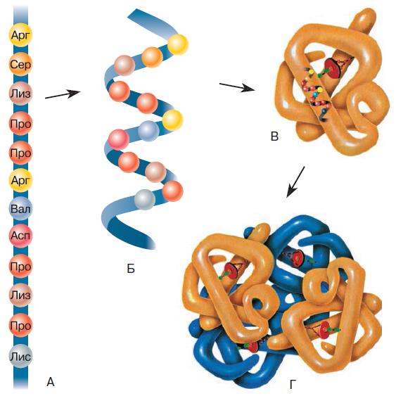 Какие аминокислоты представлены на рисунке третичной структуры белка