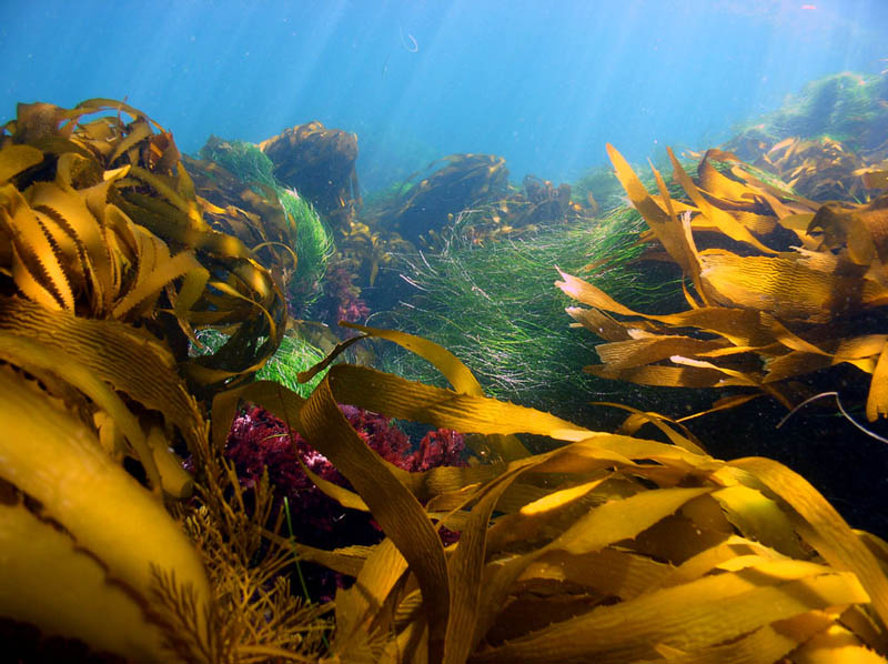 Самые большие бурые водоросли. Морской трава и ламинария. Водоросли ламинария. Морские водоросли келп. Морские растения ламинария.