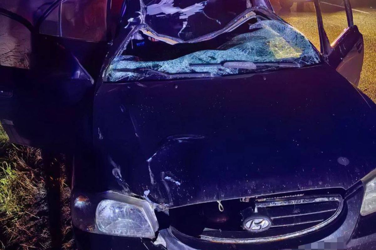 В Калинковичском районе под колеса авто бросился лось – закончилось все трагедией
