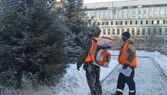 Хвойные деревья в Иркутске обрабатывают химикатами для защиты от вырубки