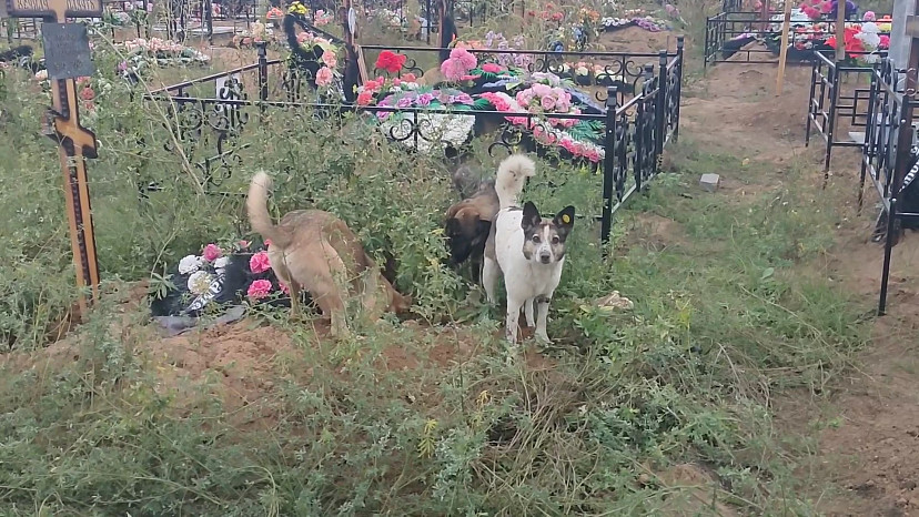 Бездомные собаки разрыли могилу на саратовском кладбище 