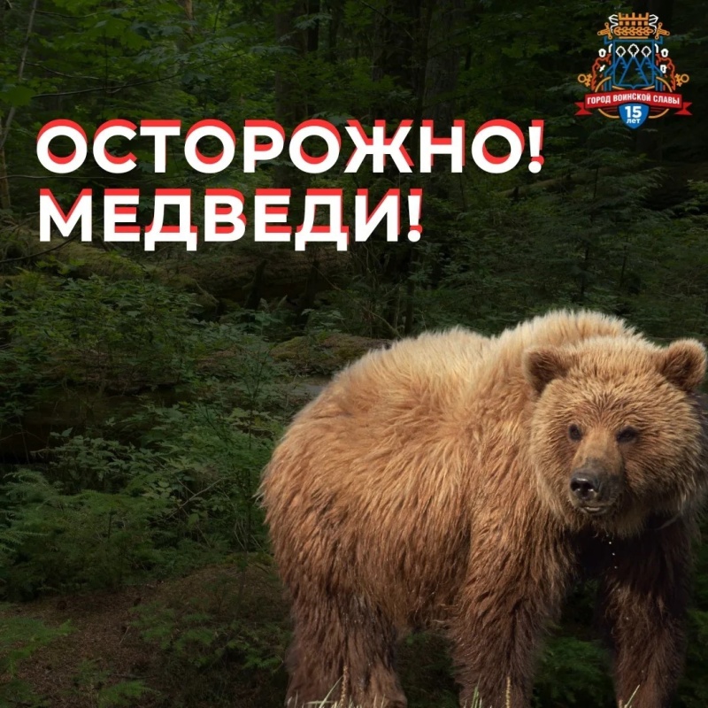 Охотники фиксируют случаи выхода медведей в городскую черту 