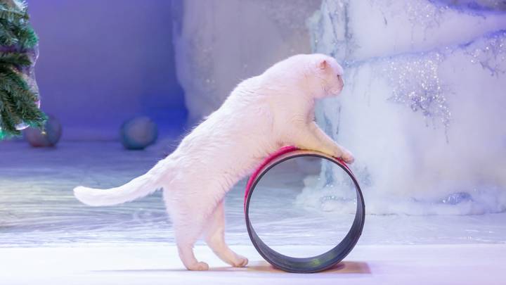 Елки, шоу, мастер-классы: куда сходить с детьми на новогодних праздниках