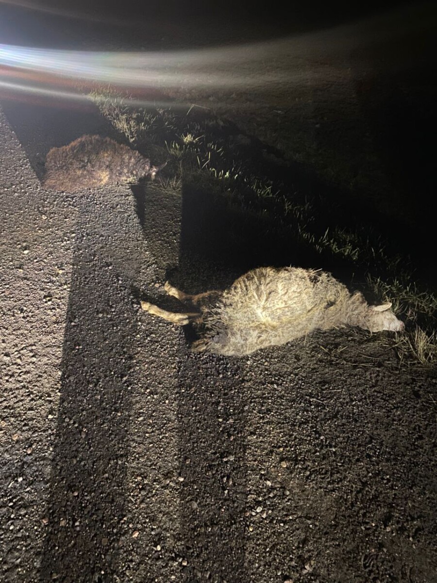 Четырех молодых баранов сбила машина у села в Новозыбковском округе