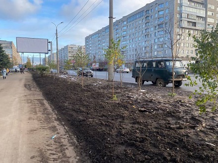На Воскресенской в Архангельске завершили высадку деревьев