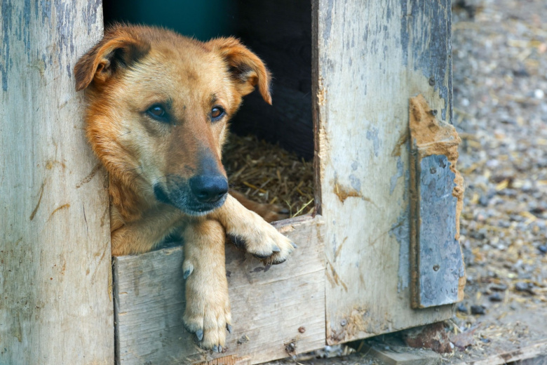 Собака чуть не разорвала маленького ребенка во дворе дома