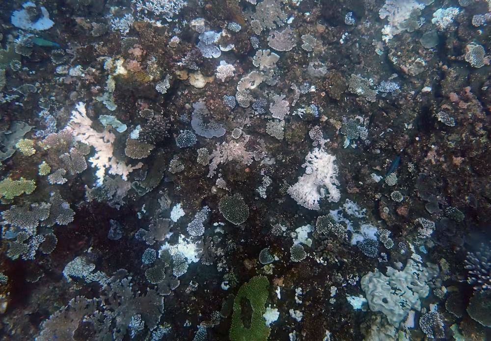 Рифы Австралии гибнут: идет одновременное обесцвечивание Нингалу и Большого Барьера