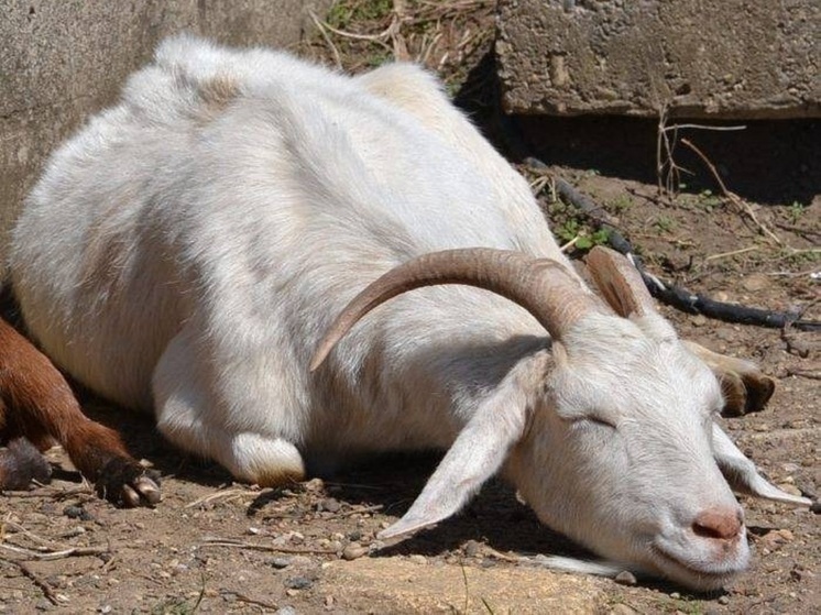 В 33 регионе нашли очаг оспы овец и коз