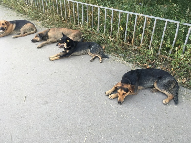 В Саратовской области депутаты начинают работать над законопроектом о содержании животных дома