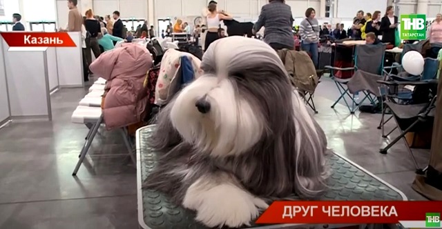 выставка собак казань 2024. выставка собак в спб. выставка собак казань 2024. выставка собак казань 2024. выставка собак екатеринбург.