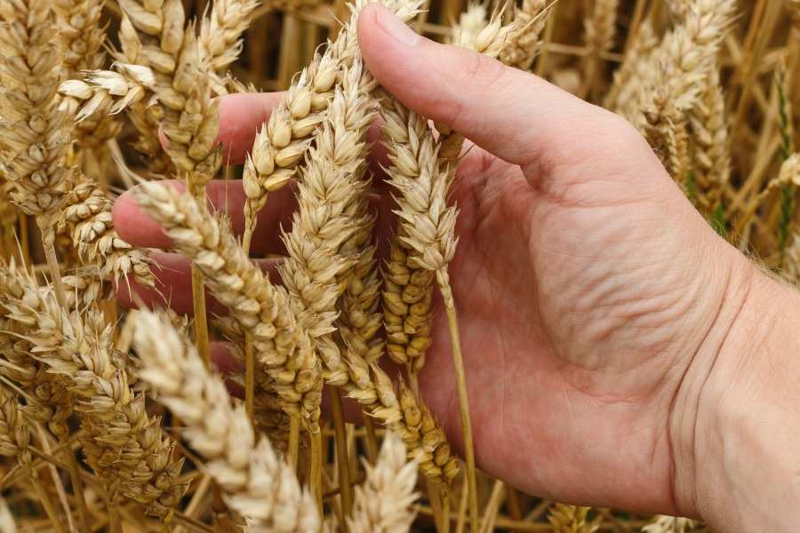 В мире резко рекордно выросли цены на зерно из-за аномальной жары в Индии | Русская весна