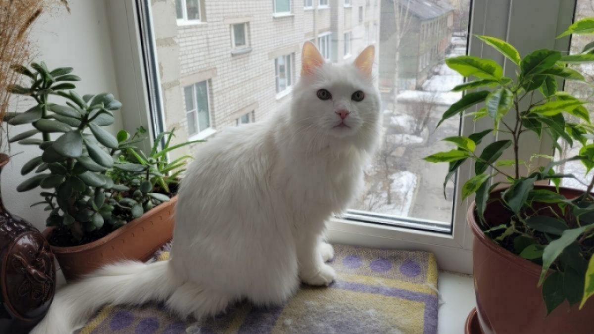 В Энгельсе владельцы животных смогут бесплатно привить питомцев от бешенства