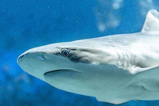 В Мексике акула напала на рыбака и укусила его за ногу