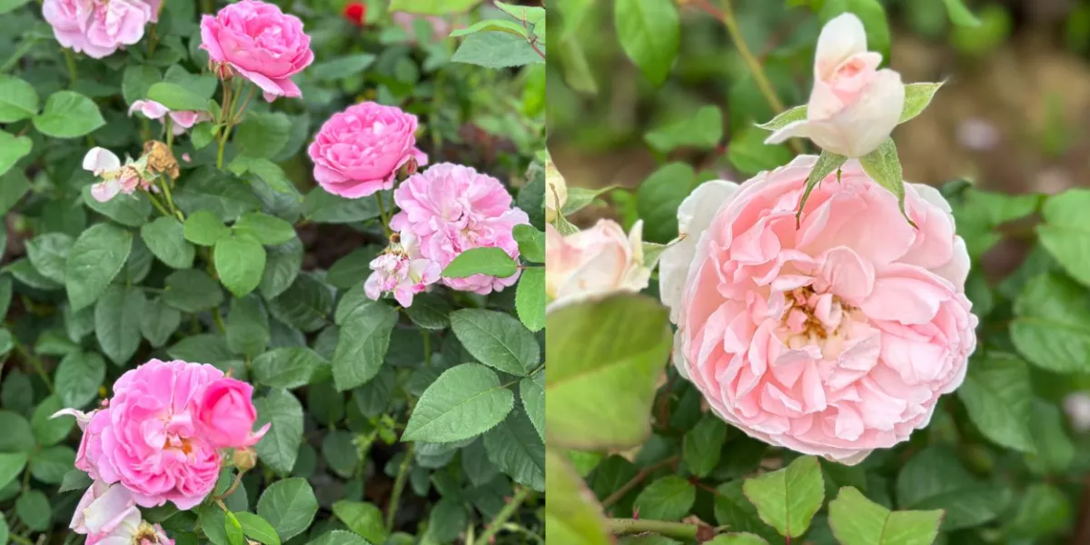 случайные обстоятельства цветения розы. коллеи геншин в игре. роза леверкузен энциклопедия. достижение меткий стрелок геншин. цветение кристалла genshin impact.