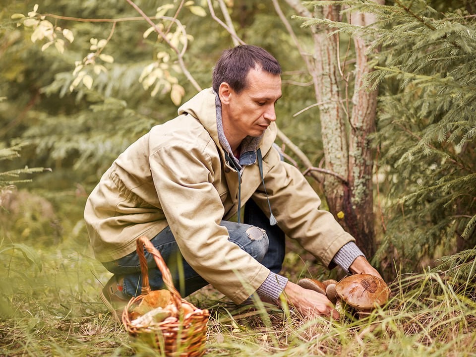 Названы самые грибные места Подмосковья