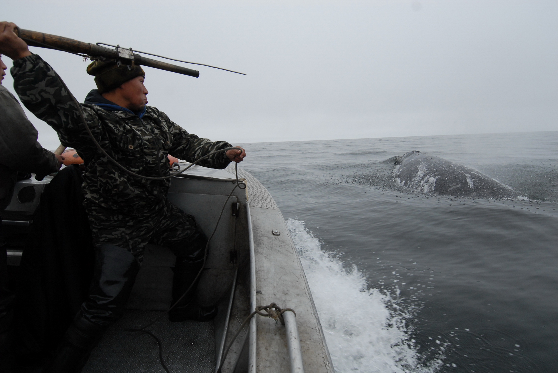 Кашалот под водой. Чукотка китобойный промысел. Выныривание китообразных. Горбатый кит охота. Китобойный промысел в атлантическом океане.