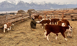 От трёх голов до мечты о большом хозяйстве: путь молодого сельского фермера