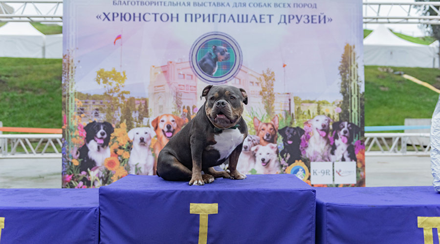 Пёс Хрюнстон