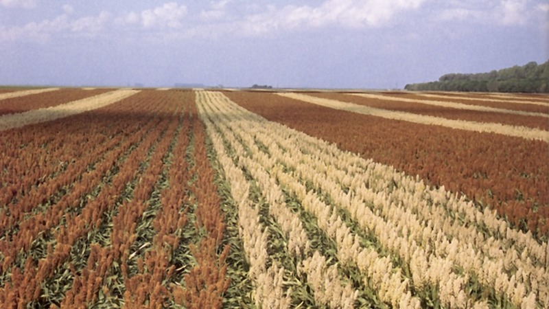 Турецкие фермеры начали выращивать сорго вместо кукурузы из-за водного кризиса