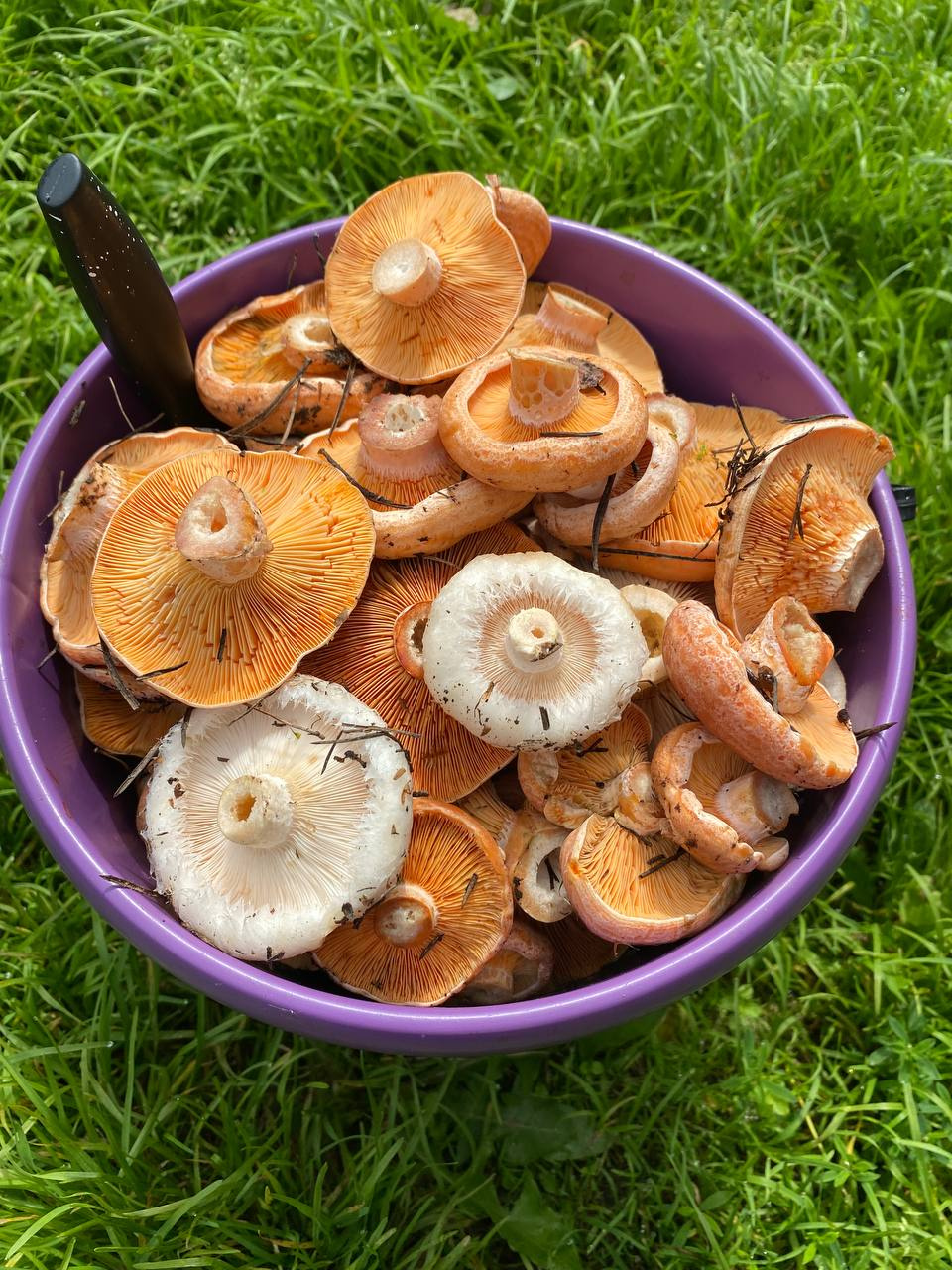 фото рыжиков грибов в лесу