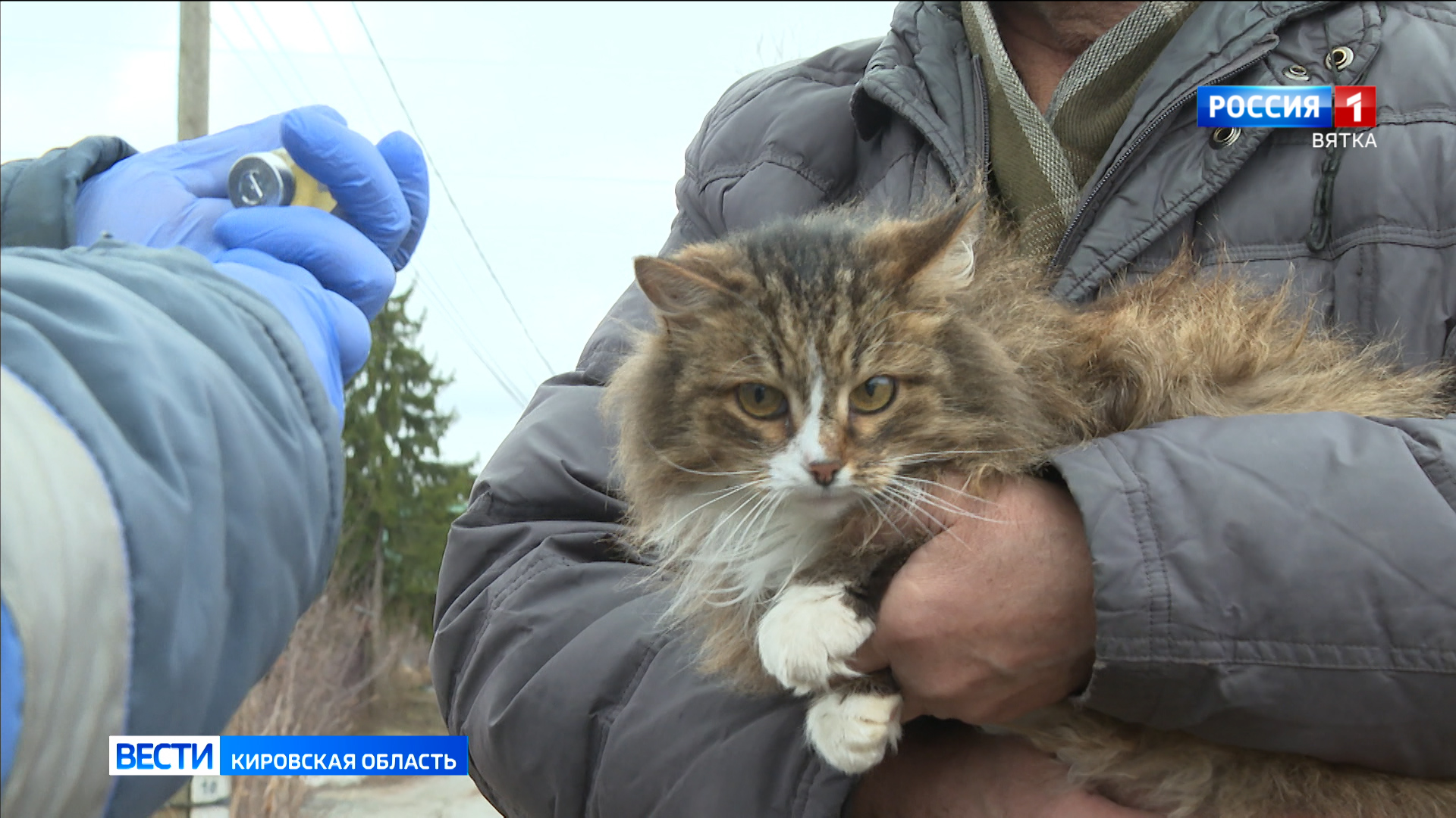 В Кировской области проводится бесплатная вакцинация домашних животных против бешенства