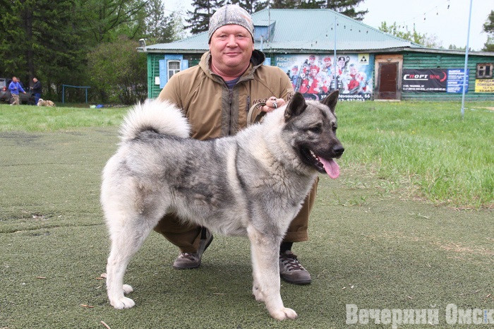 Лайки, борзые и гончие: в Омске прошла выставка охотничьих собак