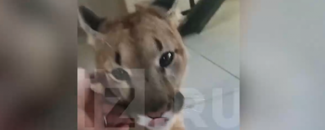 Нападение на домашнюю собаку