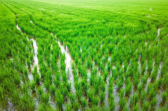 плантация риса поле земля сельское хозяйство