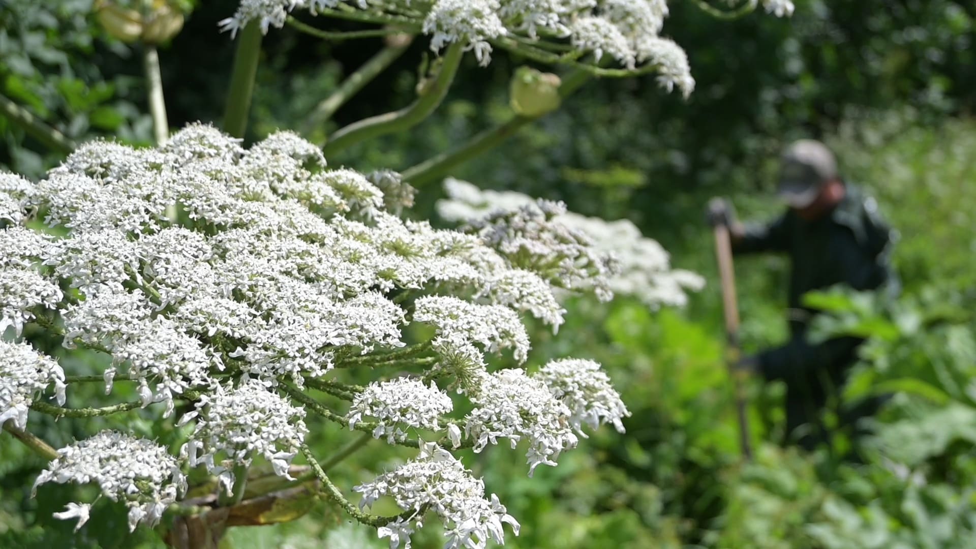 Борщевик ядовитое растение. Борщевик растение. Борщевик сосновского. Борщевик как он выглядит. Ядовитый борщевик сосновского.