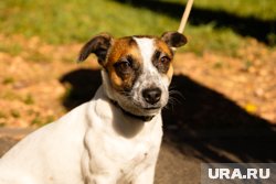 Хорошим делом было заботиться о своих питомцах в этот день