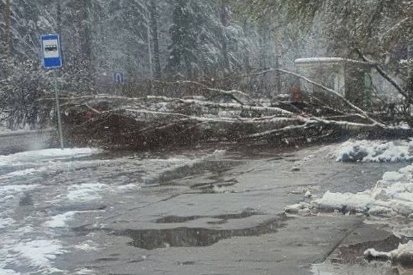 Дерево упало рядом с остановкой в 5-м микрорайоне