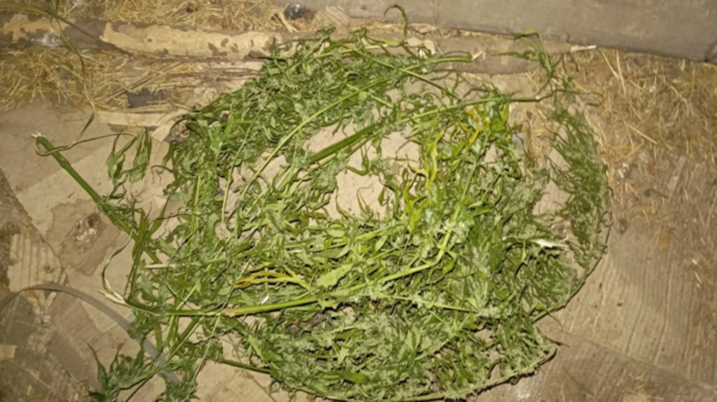 Полицейские по оперативной наводке задержали брянца за хранение конопли