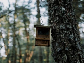 Кладбище птичьих кормушек обнаружили в Орехово-Зуеве