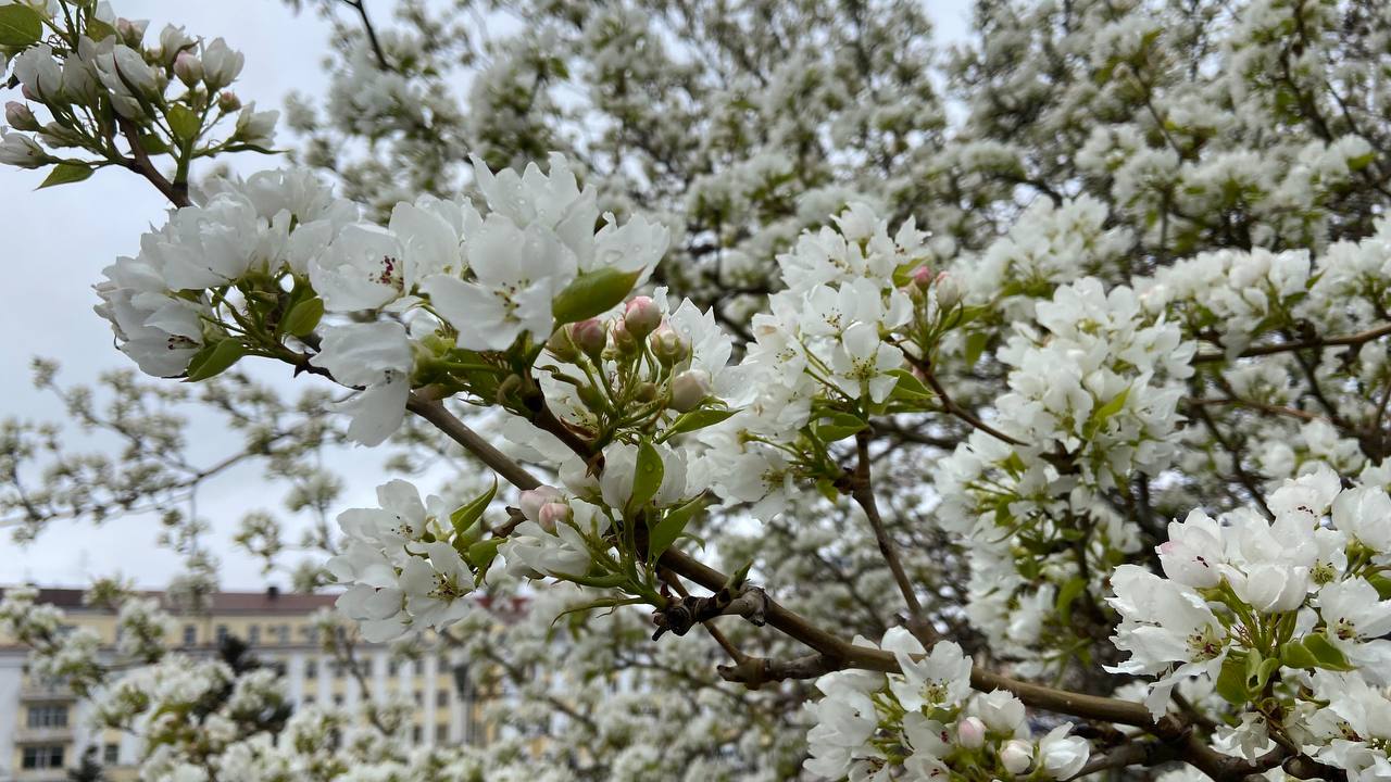 Погода в улан удэ бурятия. Улан Удэ в мае. Улан-Удэ природа в мае. Ветер в Улан-Удэ. Погода в Улан-Удэ в маю.