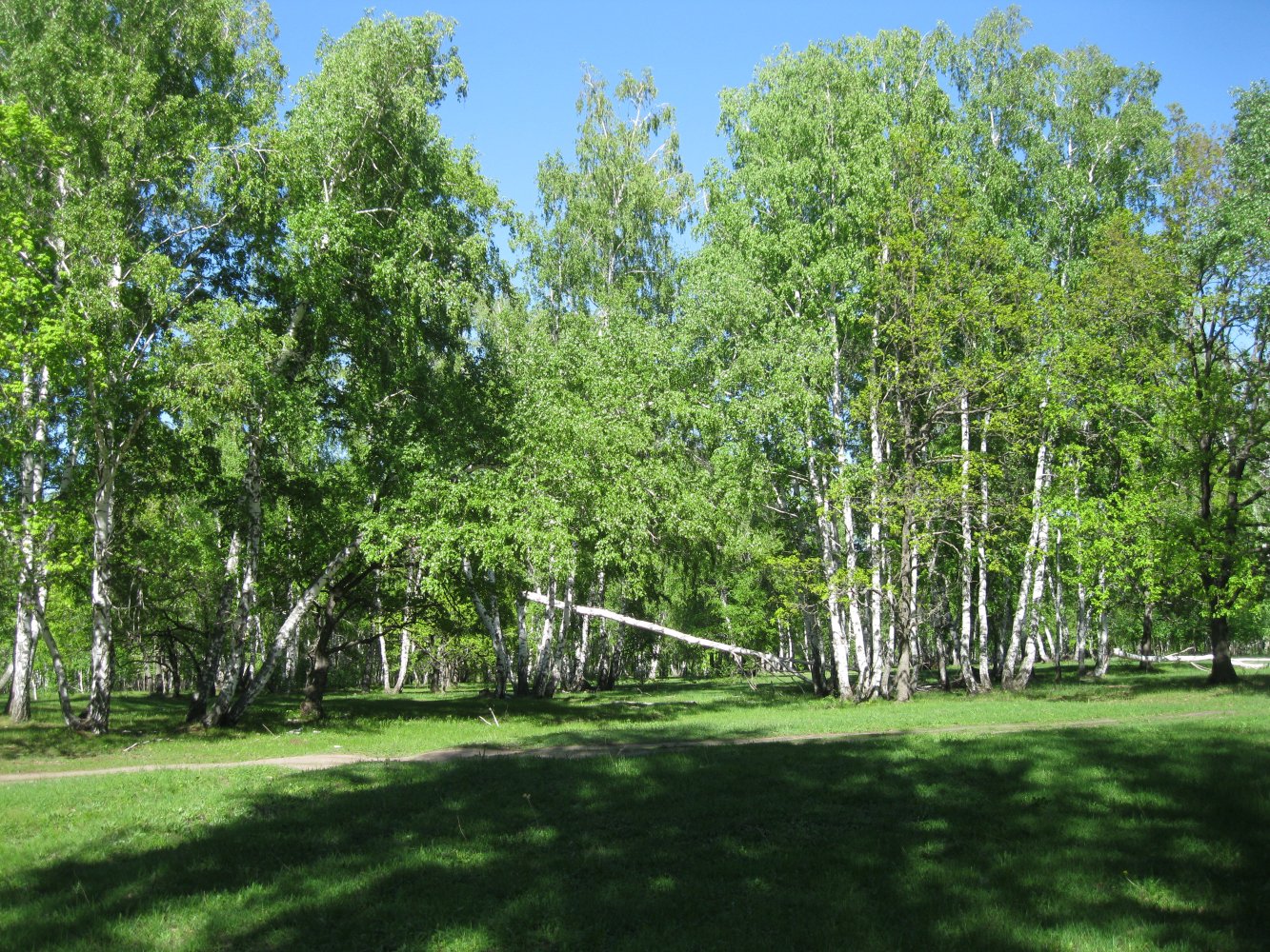 Ягодная поляна