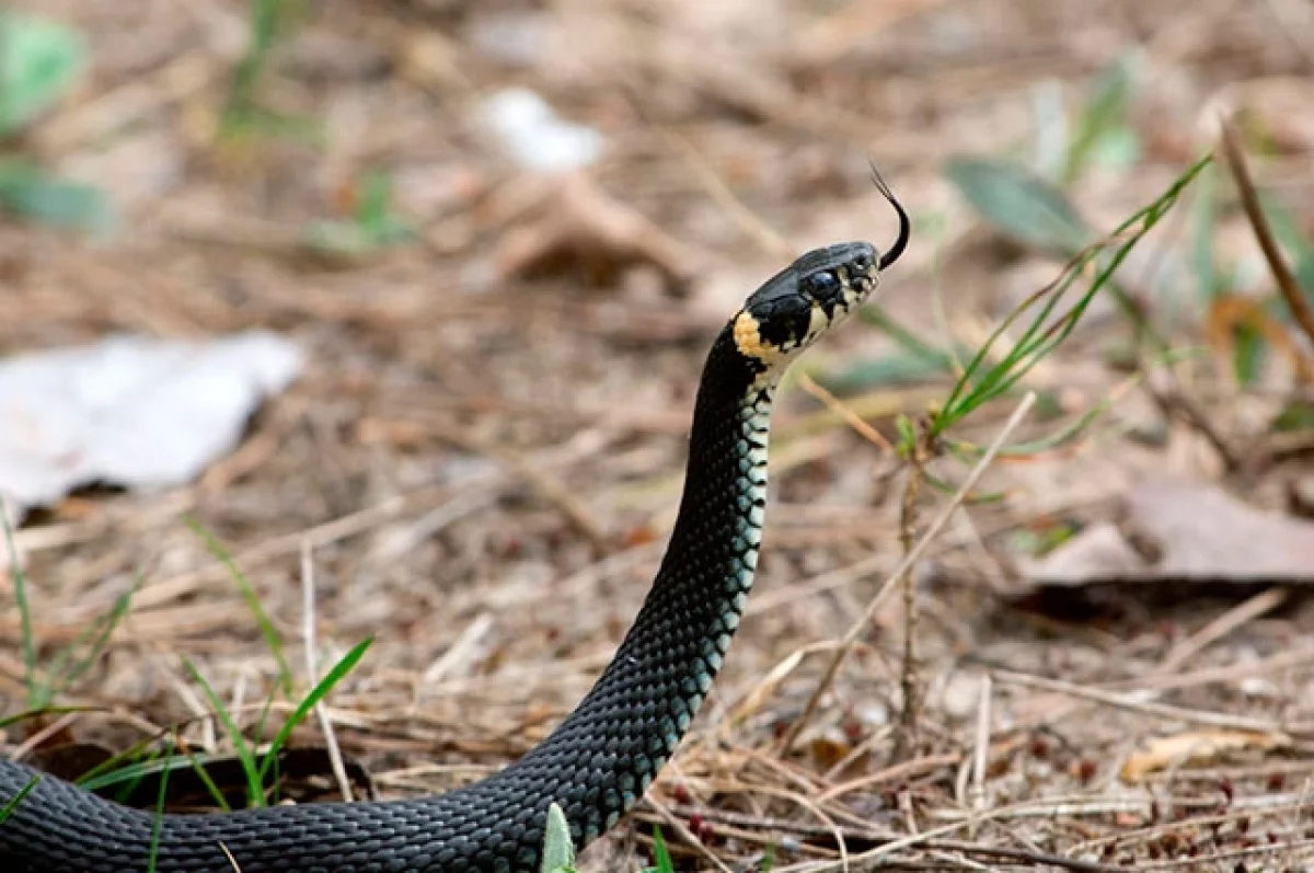 Уж это какое животное. Змея уж обыкновенный. Уж это какое животное. Серпентарий гадюка обыкновенная. Уж обыкновенный - змея неядовитая.