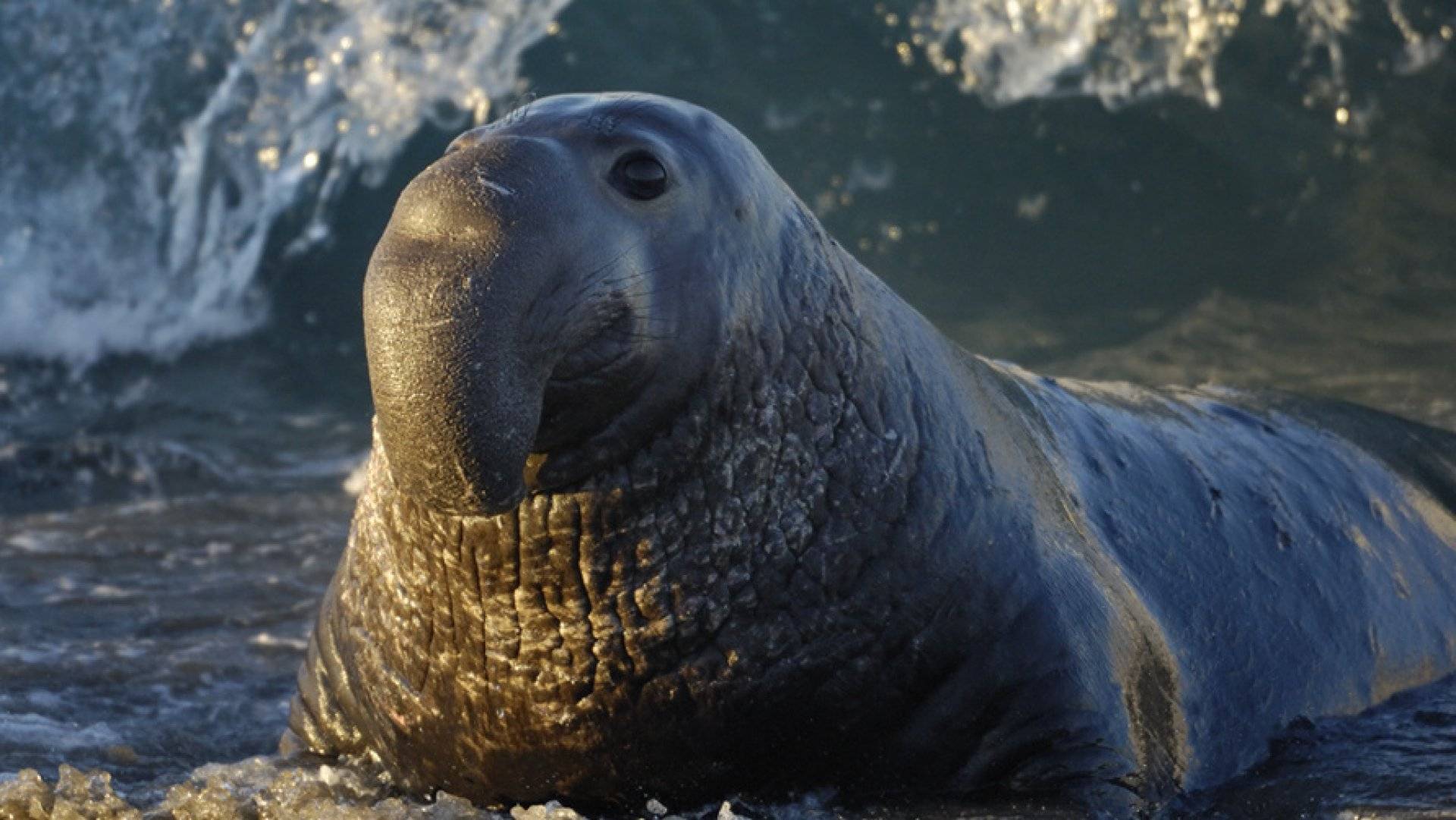 южный морской слон mirounga leonina. где обитает южный морской слон. морской слон презентация. морской слон презентация. южный морской слон доклад.
