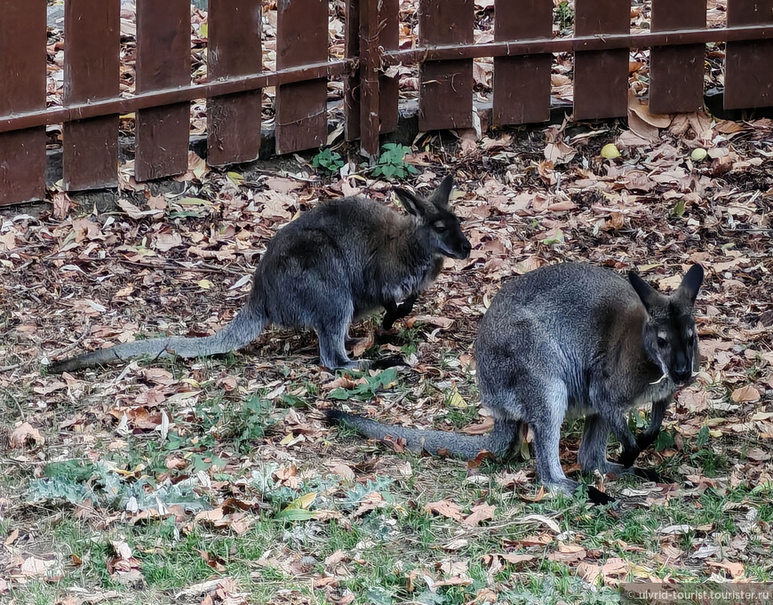 От Эребуни до Еревана