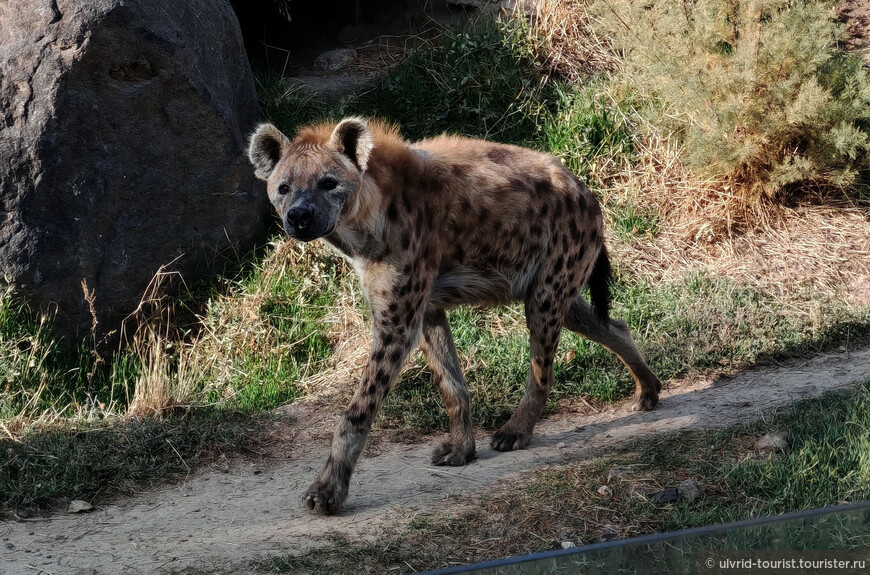 От Эребуни до Еревана