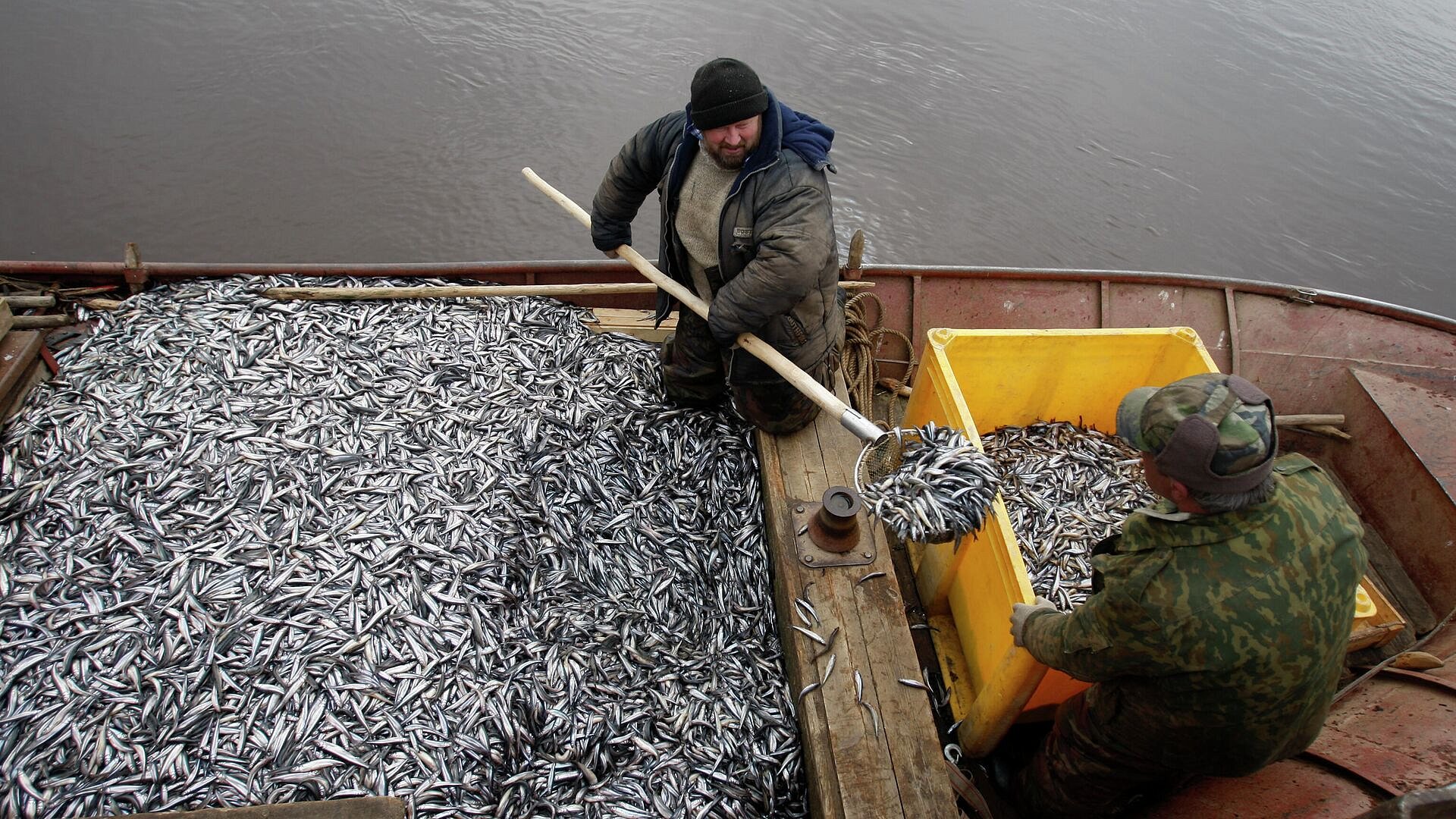 В Росрыболовстве рассказали, сколько рыбы планируется экспортировать за год