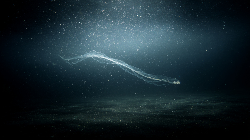 Кто живет на дне океана