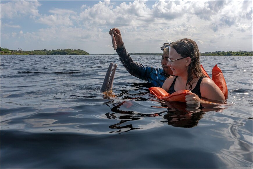 Розовые дельфины Черной реки