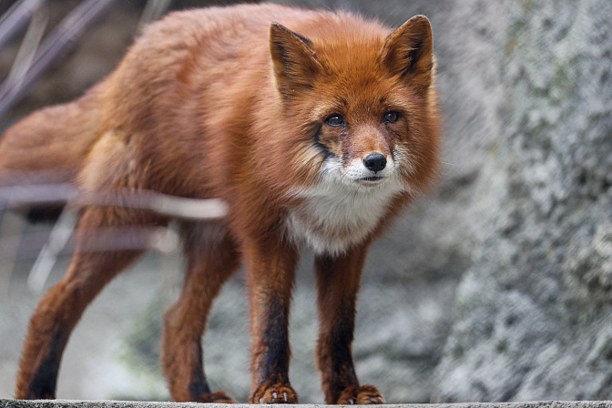 лиса животные 